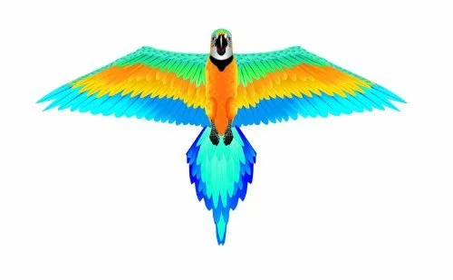 macaw